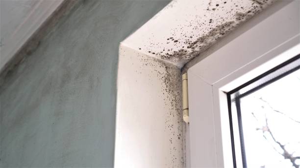 Best Affordable Mold Removal  in Amherst, WI
