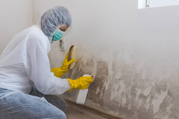 Best Best Mold Removal Companies  in Amherst, WI