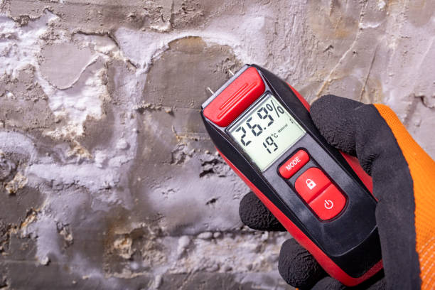 Best Same-Day Mold Removal  in Amherst, WI