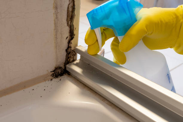Best Toxic Mold Removal  in Amherst, WI