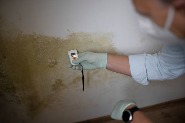 Best Mold Remediation  in Amherst, WI