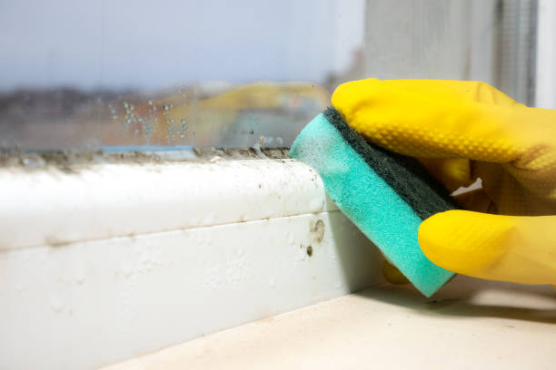 Best Mold Testing  in Amherst, WI