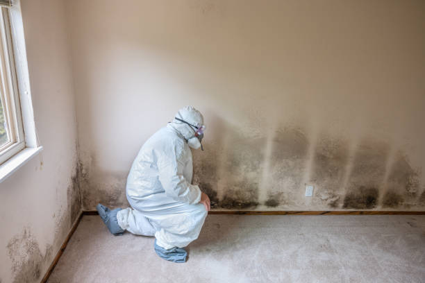 Home Mold Removal in Amherst, WI
