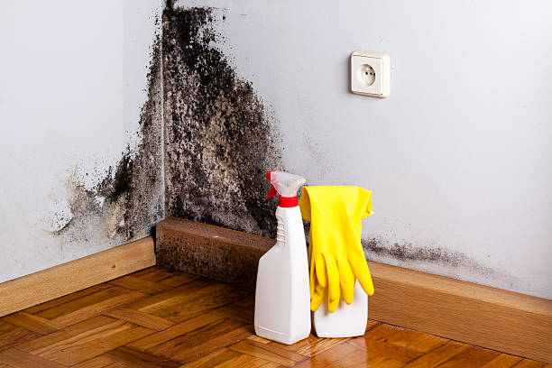 Best Commercial Mold Removal  in Amherst, WI