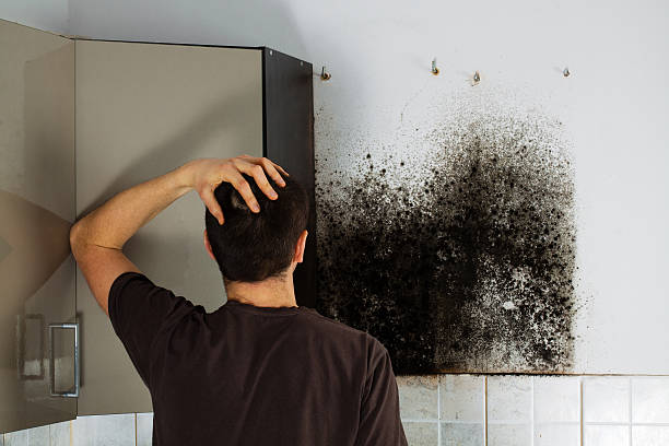 Best Home Mold Removal  in Amherst, WI