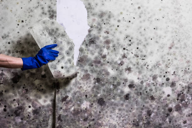 Best Crawl Space Mold Removal  in Amherst, WI