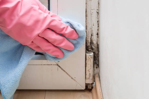 Mold Removal Process in Amherst, WI