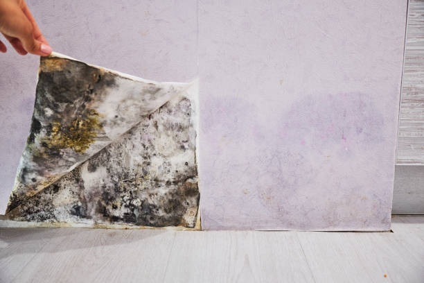 Professional Mold Removal in Amherst, WI